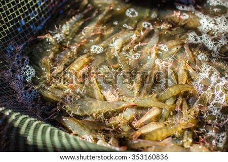 Pacific white Shrimp shrimp is native to North America. This type of shrimp aquaculture in Ecuador, Mexico, Peru, Colombia, Panama, Honduras and Brazil, which produce a lot.