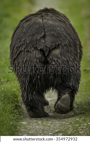 Giant Grizzly Bear bum as it walks away from salmon spawning grounds in Knight Inlet in the Great Bear Rainforest, British Columbia Canada.