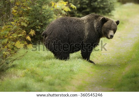 Fat Male Grizzly Bear walks century old trail while getting ready to hibernate after feeding on Pacific Northwest salmon on the British Columbia Coast.