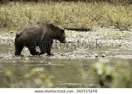 Grizzly Bear walks the riverbank in the Great Bear Rainforest of British Columbia in search of Salmon.
