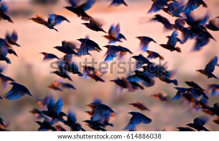 Flying birds. Birds silhouettes. Warm color nature background.\
Bird species; Common Starling Sturnus vulgaris