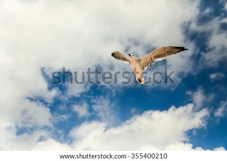 Freedom white bird flying together under cloudy blue sky