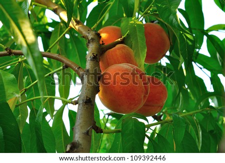 Twig of peach tree with fruit