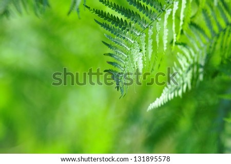 Wild Nature -Green  Fern close-up in sunny forest