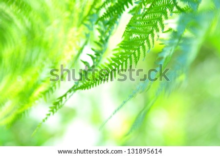 Nature - Fern close-up in sunny forest