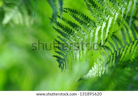 Wild nature - Green fronds close-up in sunny forest