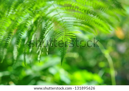 Wild nature - Green fronds close-up in sunny forest