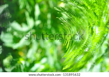 Wild Nature - Fern close-up in sunny forest