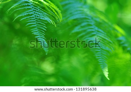 Nature - Beautiful frond close-up in sunny forest