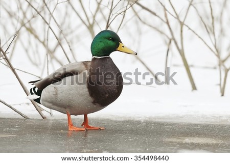 Mallard on the frozen lake