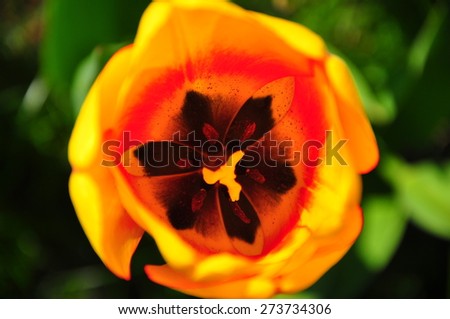 Inside of a Yellow Tulip