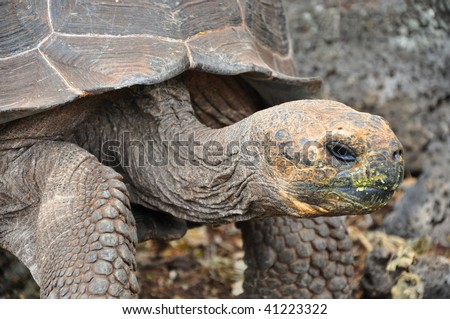 Close up of a Giant tortoise galapagos island