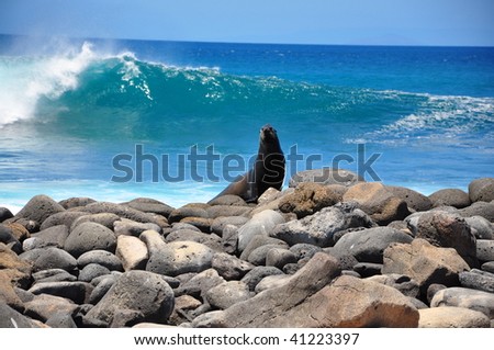 Sea lion on rocks Galapagos Islands