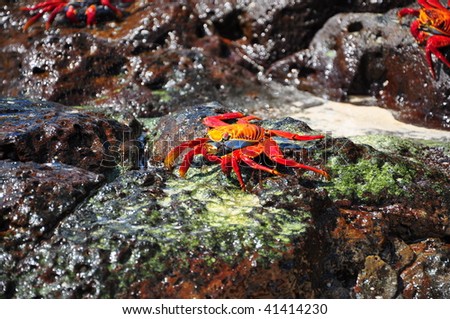 Sally lightfoot crab on rocks Galapagos Islands