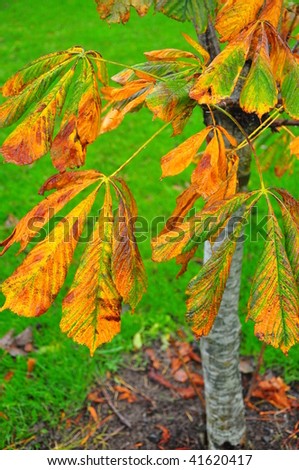Autumn Chestnut leaves blowing in the wind and rain