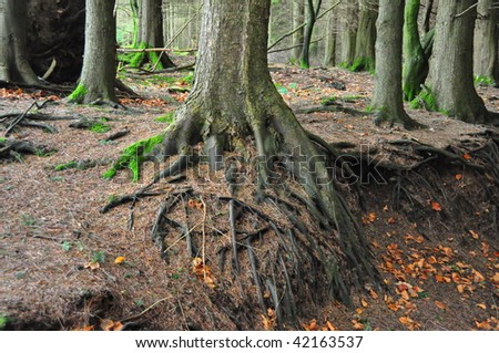Roots of forest trees along an autumn forest path