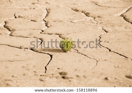 Dry land and small growing green plant