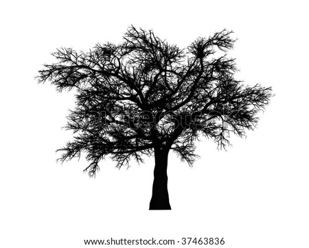 oak tree silhouette clip art. Silhouette of an Oak Tree