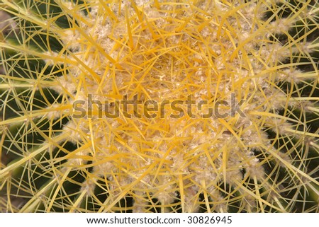Barrel Cactus, seen looking straight down, with lines and circles of thorns all around it.