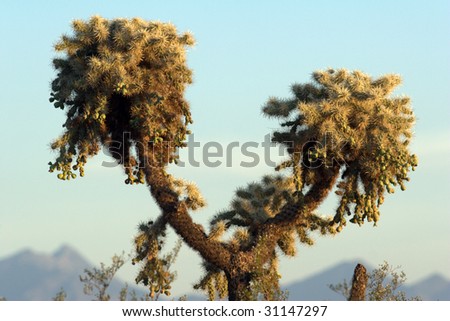 Jumping Cholla Cactus framed between two lobes of mountains.