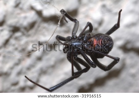 Macro shot of a female black widow spider, with a textured background, holding on to a small web