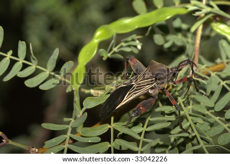 Male Giant Mesquite Bug (Thasus acutangulus) in a mesquite tree