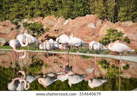 The Reflection\
Photo of Flamingos reflected in a small lake.