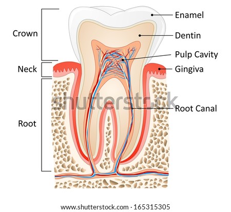 tooth medical anatomy with words