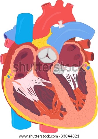 human circulatory system heart. Circulatory system works