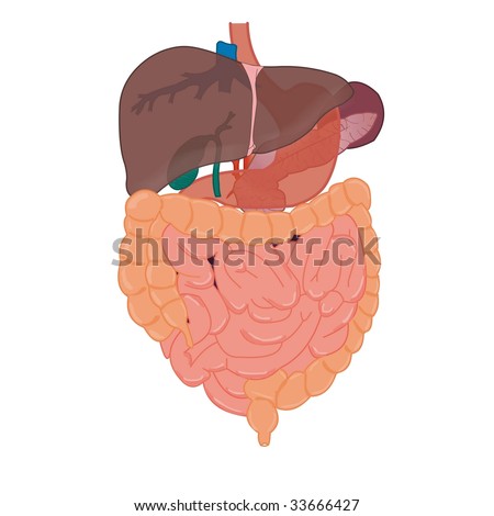 Anatomy Stomach Intestines