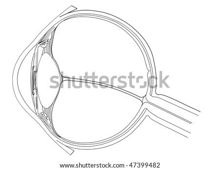 anatomy of eye. stock vector : Eye anatomy