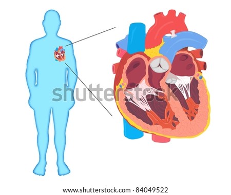 Human Heart Silhouette