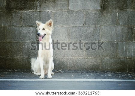 Dog and cement block wall background, process vintage tone