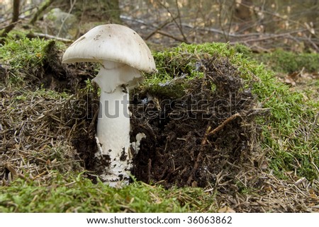 Death cap - very toxic mushroom