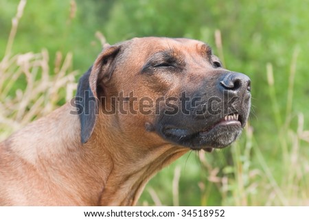 Rhodesian Ridgeback- a dog from South Africa. Used for all types of hunting, even for hunting lions