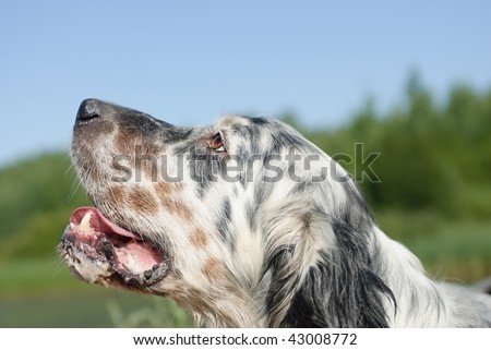 View dogs hunting setter- posing purebred