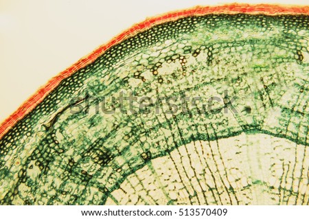 Cross section- cellular components wood cambium cells- heartwood and sapwood. Scientific research; plant tissue molecules magnification. Duramen- formation of growth rings of plant