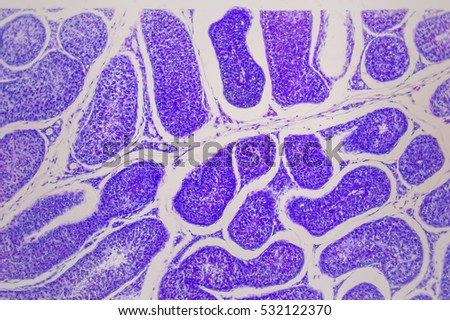 science background- testis section study of the biological object in the microscope