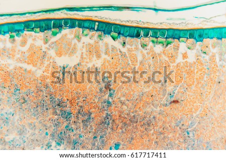 Anatomical structure weevil rye- biological section microscope slides. Cell background. Biology abstract- science medical teaching equipment.