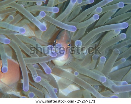 Pink anomone fish - Pacific Ocean, Thailand