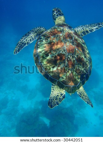 Philippines Turtle