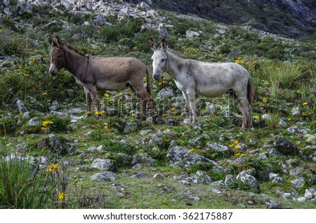 Two donkey, gray and brown, stand on mountain slope. Santa Cruze track, Peru