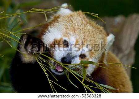red panda claws