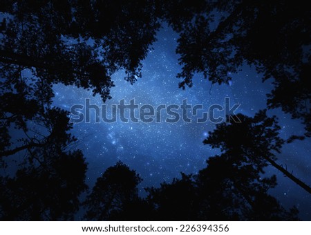 Night sky with trees - starry sky seen through trees