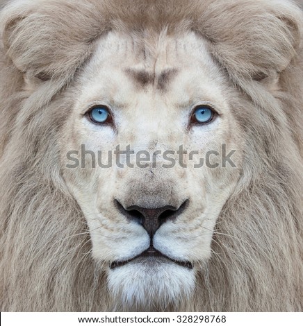 White lion with blue eyes portrait, looking straight at the camera