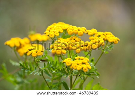 Yellow bush flowers