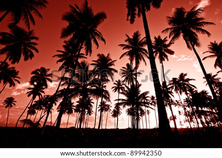 Palm trees red sunset