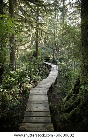 Wood path through rain forest