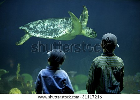 two boys watching a sea turtle in an aquarium