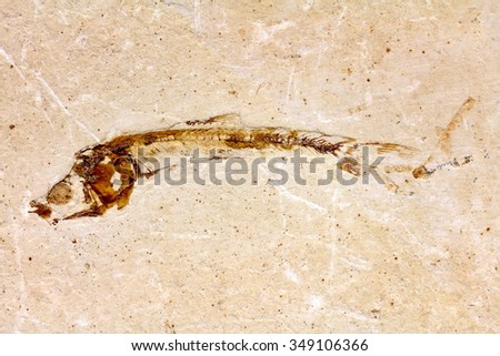 Fossil fish skeleton in limestone.